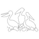 pelican border 001